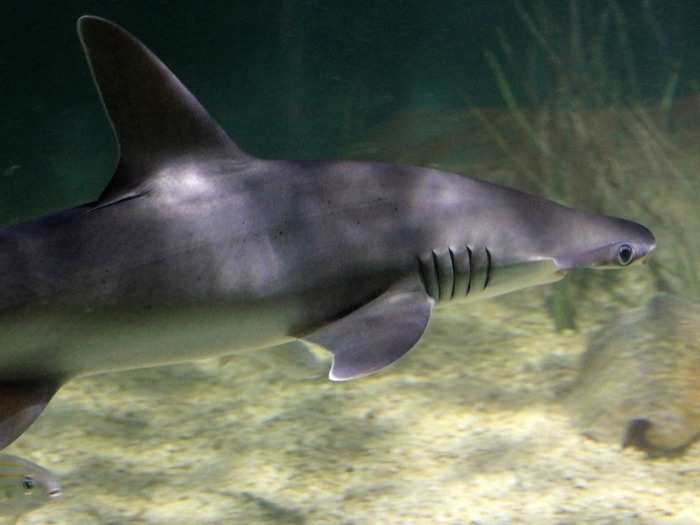 Genetic diversity in a species is important for fending off diseases and maintaining a growing population.  This bonnethead shark is one of the types of sharks that can reproduce asexually (by parthenogenesis) in captivity.