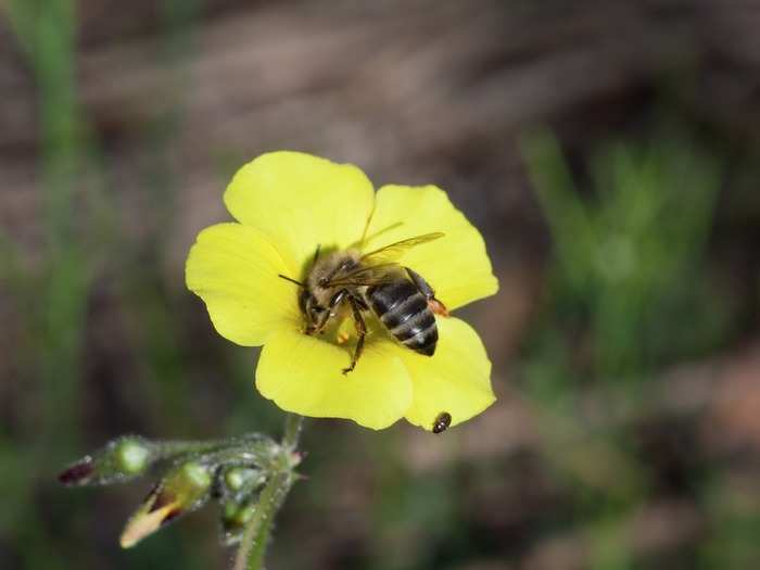 The insect world is also known to have virgin births. In 2008, researchers found that in the case of Cape honeybees in South Africa, the virgin queen bee was able to make both male and female baby bees.