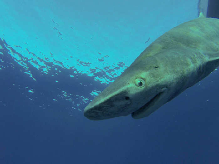 Sharks have special organs that are sensitive to electromagnetic fields and help them home in on prey. A new shark-repelling device claims to scramble this sense.