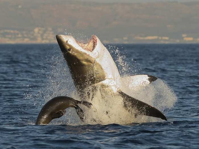 Sharks are one of the most misunderstood animals on the planet. Hopefully, shark-repellent surfboards will allow humans and sharks to peacefully coexist.