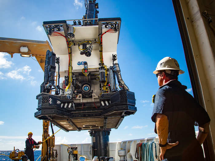 Deep Discoverer, a remotely operated vehicle (ROV), went on 18 dives during this trip for a total of 95 hours at the bottom of the Pacific Ocean, discovering countless marine creatures along the way.
