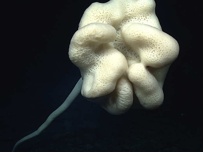 This is a stalked sponge. Sea sponges eat by filtering water and food through their porous bodies since they don