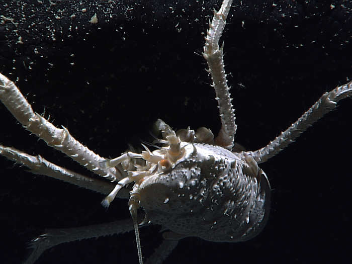 This is called a squat lobster, though it