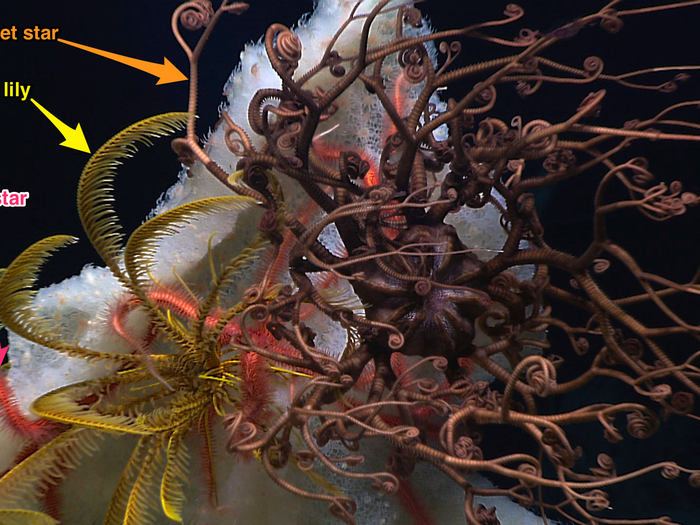 This complex habitat is a deep sea sponge (in white) that up to thousands of anemones call home, in addition to the star fish and sea lilies. Even deep under the sea life can get pretty crowded!