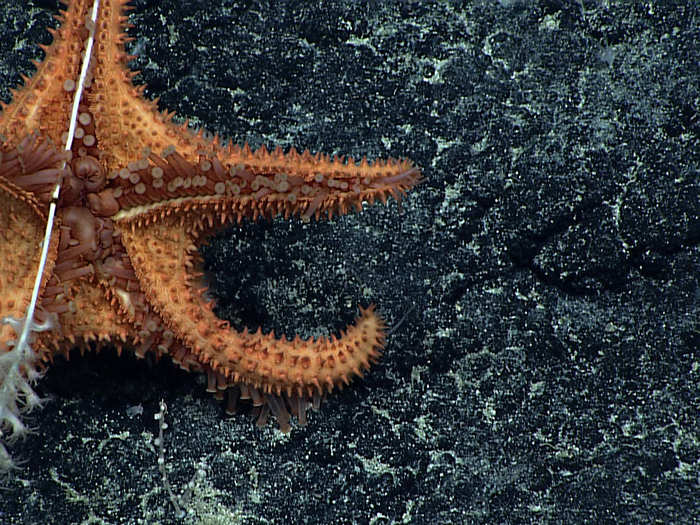 You can see this sea star