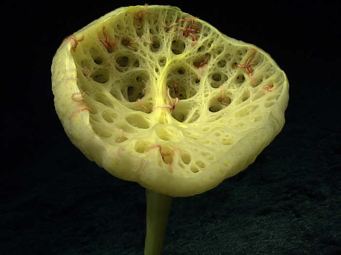 You can see this stalked sponge has tiny brittle stars living in it if you look closely.