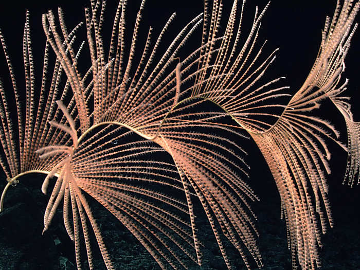 This is a gorgonian coral, the largest known deep sea coral. Its species can grow up to 20 feet.