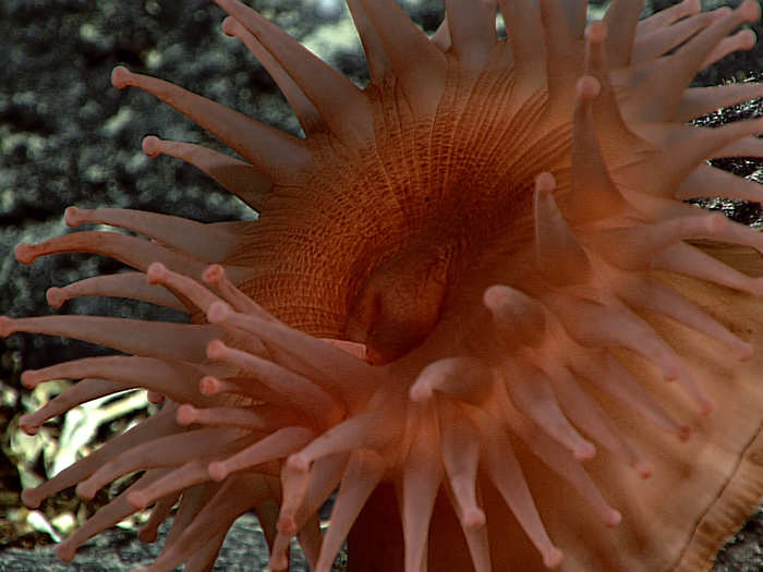 This deep-sea anemone was photographed off Pioneer Bank, a coral reef ecosystem that