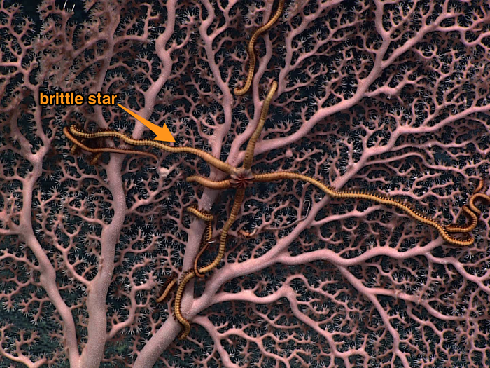 In the deep sea, sponges and corals, like the pink one seen here, are an important habitat for lots of species. This commensal brittle star sure appreciates having a home, since it benefits without affecting the sea coral.