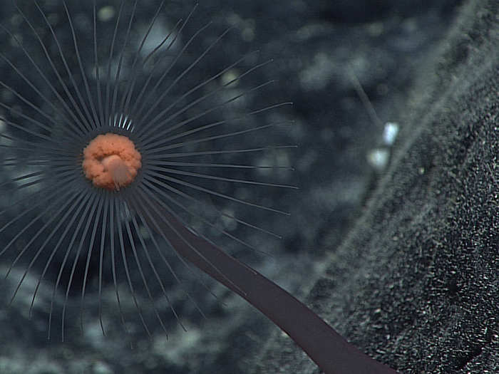 Though beautiful, this solitary hydroid is a deadly predator. It