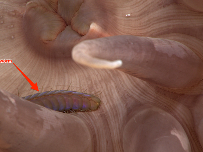 A deep-sea anemone provides a place to rest for a polychaete worm, which is one of the most common sea creatures. There are more than 10,000 species of polychaete.