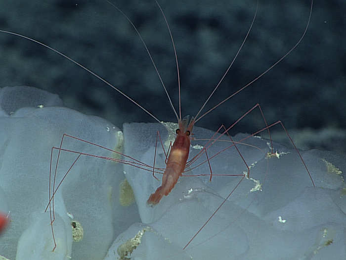 A long-legged shrimp perches on top of a glass sponge. The sponge is made of silica, the same material that