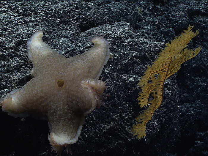 They also stopped to take samples of an unusual black coral, seen below hanging out with a sea star.