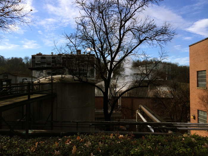 The bridges, pipes, buildings, and trees are covered with this mold. It doesn