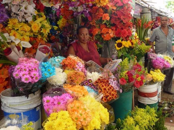 Plants and flowers