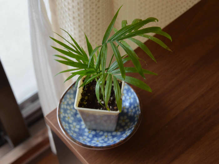 14. 5-Inch potted flower plants. Potted flowers cost $2 less at Whole Foods.