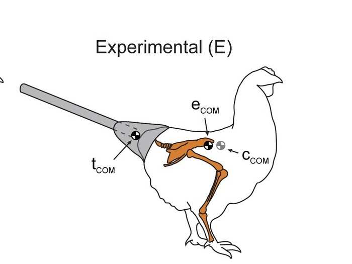 The biology prize winner used chickens to figure out how dinosaurs walked.