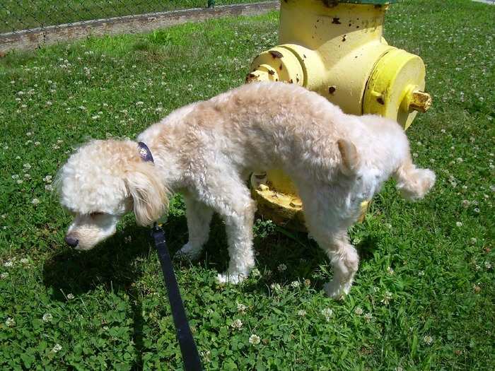 The physics award winners studied how long it takes animals to pee.