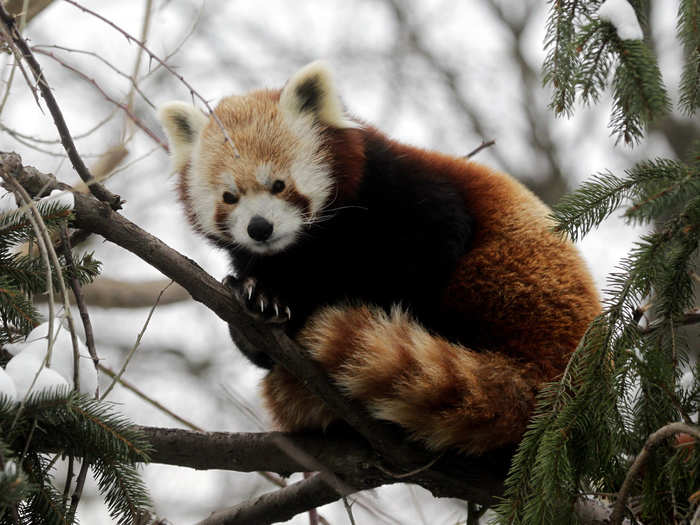 The term "trash panda" was likely derived from the name Red Panda.