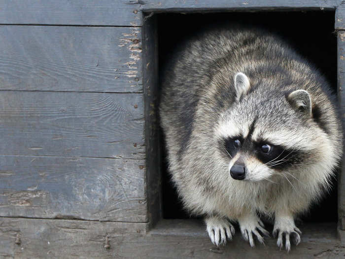 "Trash Pandas" makes sense because raccoons share the black and white coloring of panda bears, but are similar in size and shape to a red panda. They also love trash.