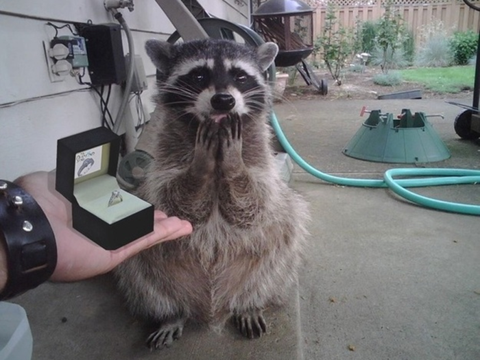 This photoshopped pic is titled: "Hot Topic employee proposes to lower middle class trashpanda. Love knows no bounds."