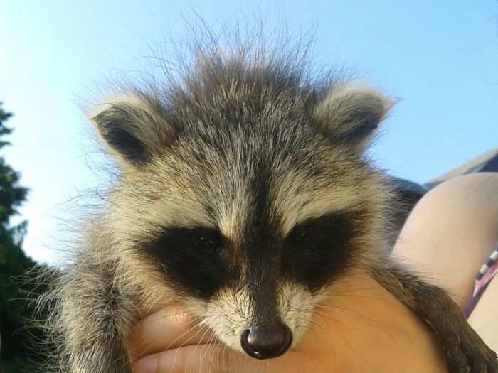 This baby "trash panda" was adopted by a Redditor