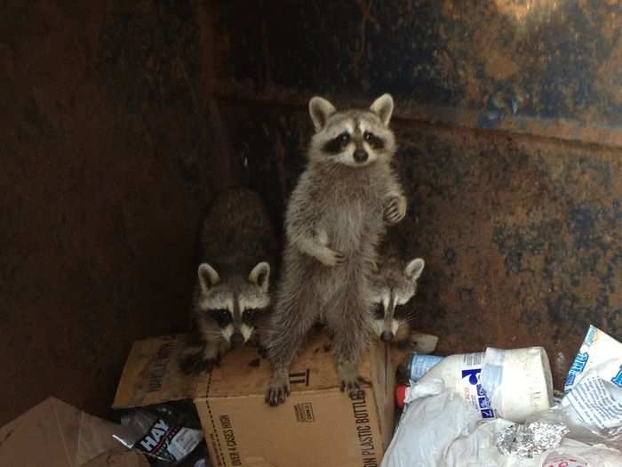 Some "trash pandas" come in groups.