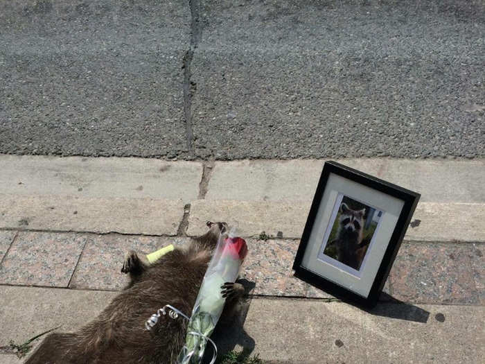 Remember the dead Toronto raccoon who went viral?