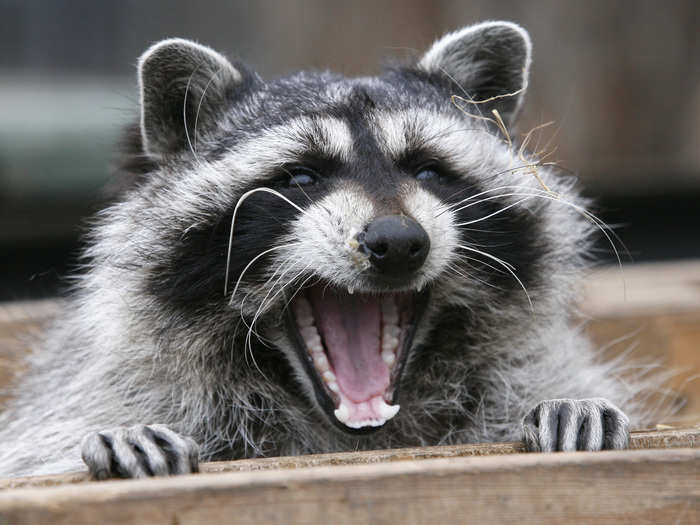 The subscriber count for /r/trashpandas is 5000 and counting.