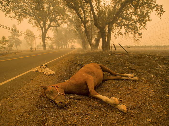 Many animals were left behind during evacuations. The death toll remains unknown.