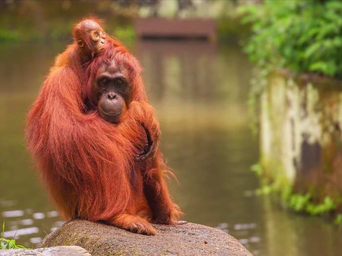 At the Singapore Zoo, you can see otters, pygmy hippos, giant crocodiles lions, zebras, and rhinoceroses, and even have a breakfast in the company of orangutans.