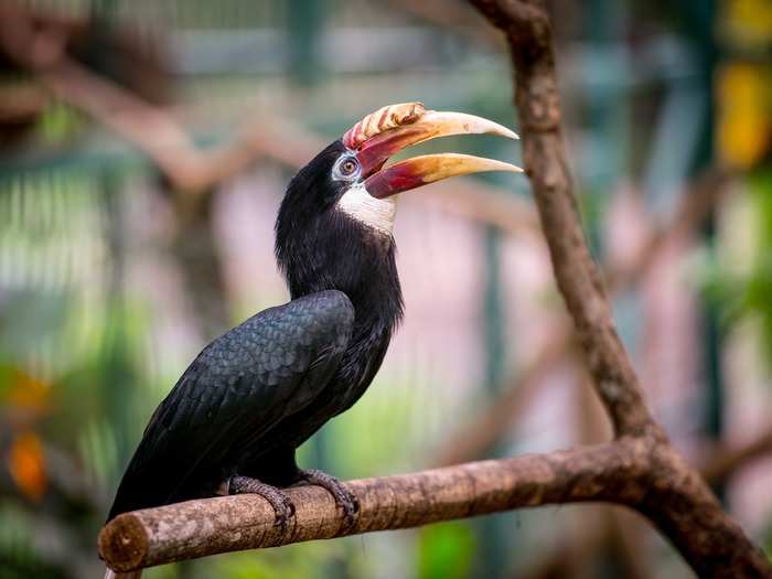 Jurong Bird Park, located in Jurong Hill, is home to one of Asia’s largest collection of birds. More than 5,000 birds across 400 different species can be found at the park.