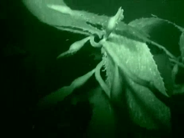 The sailors must remove the kelp jammed in the boat