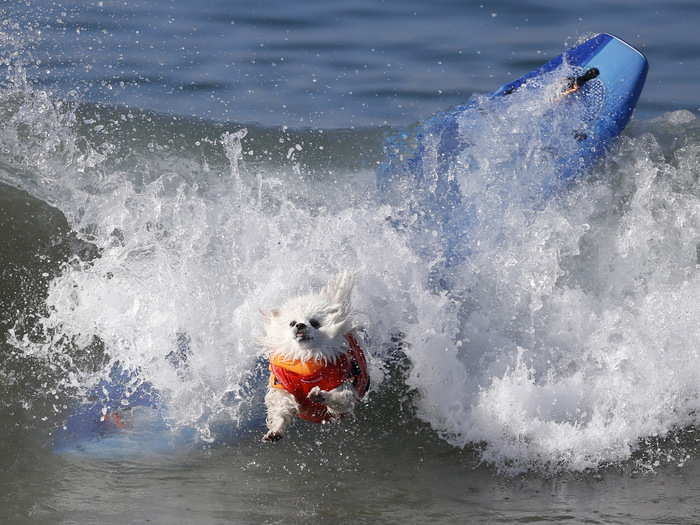 The "surfers" are judged on a number of factors including their confidence on the board and the length of their ride. It doesn