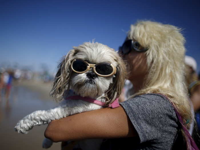 Of course, the dogs need some TLC after the stress of competitive surfing. This pampered pooch