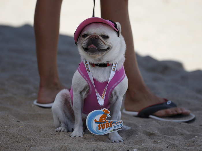 This one catches a break in the shade while showing off its Surf City Surf Dog medal, which all participating dogs receive.