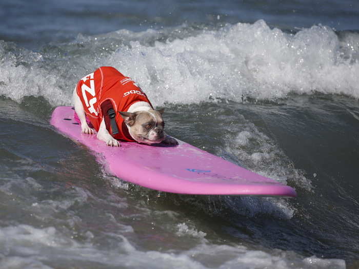 This year was the 7th Surf Dog event. They