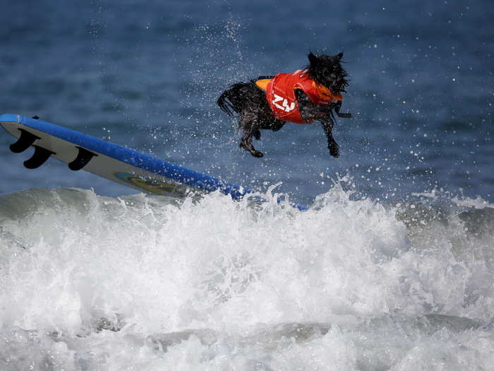 Owners have to pay $60 for the privilege of watching their dogs ride the waves, or in this case, get wiped out by them.