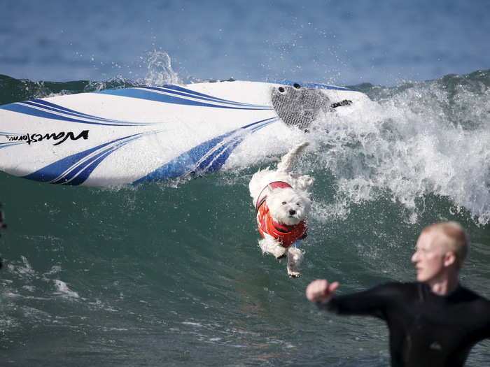 Owners work tirelessly with their companions to train them into the ultimate canine surfer.