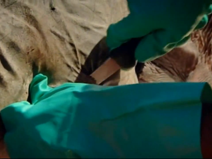 The shark is lowered down onto the dissection table and the first cut is made. The skin of the shark is like slicing through sand paper.