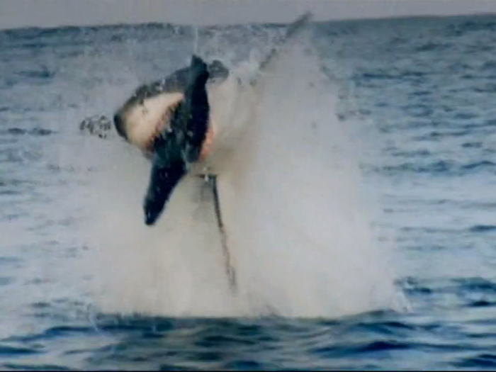 But great whites rarely attack humans. And when they do, most people survive. That