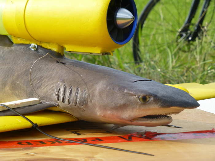 Jansen managed to get his hands on a juvenile white tip reef shark from a local aquarium that had died of a bacterial infection, and the enterprising Dutchman strapped wings and a jet engine to the animal before sending it soaring through the air.