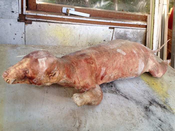 The skinned badger carcass has been sitting in his freezer for months.