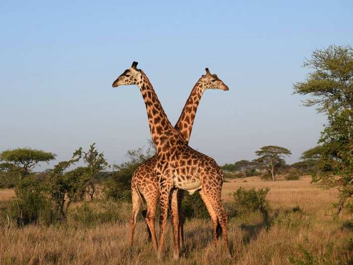 Morgan and David were lucky enough to see many different animals throughout their trip.