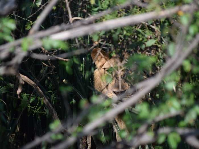 Morgan said that the safari guides were crucial in spotting and point out animals.