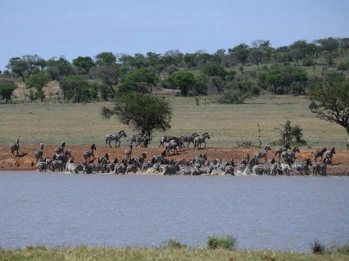 Morgan also recalled sitting in the jeep for close to two hours, watching a "battle scene" unfold between zebras, water buffalo, and lions.