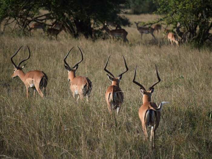 For the majority of safaris they went on, it was just Morgan and David and a guide.