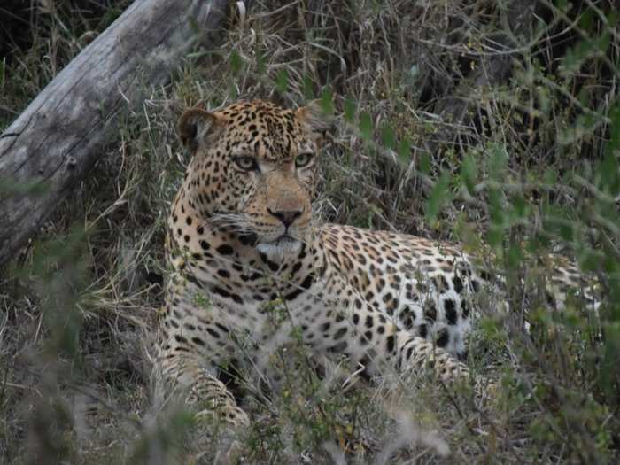 During the night, guests are always accompanied by an armed guide when they leave their rooms. Morgan described the guides as "phenomenal," and said that they