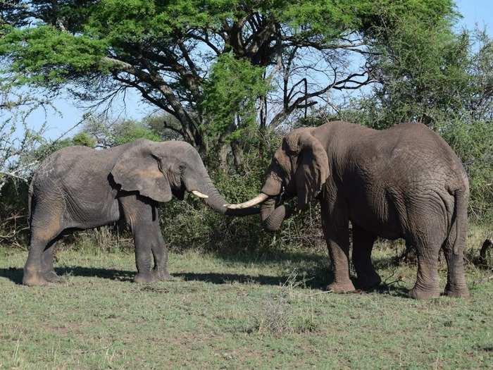 While on safari, Morgan said that guests are taught from day one what not to do, such as stand up in the vehicle.