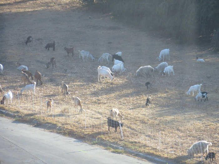 Lots of goats. The neighbor has been using them as an eco-friendly way to rid the property of weeds.